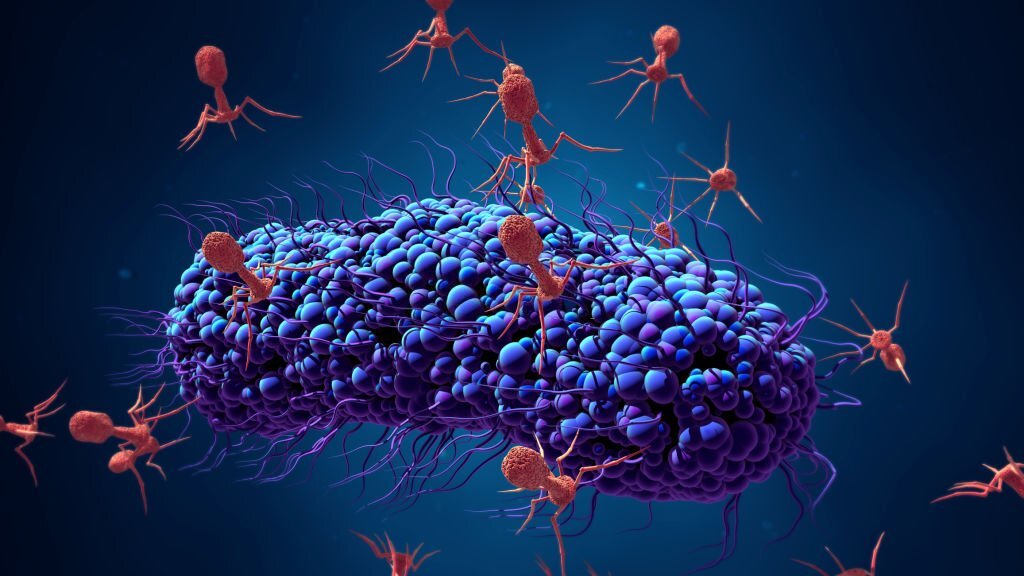 Caractérisation des bactériophages lytiques vis-à-vis des E. coli pathogènes : spécificité des récepteurs, efficacité in vivo et analyse génomique