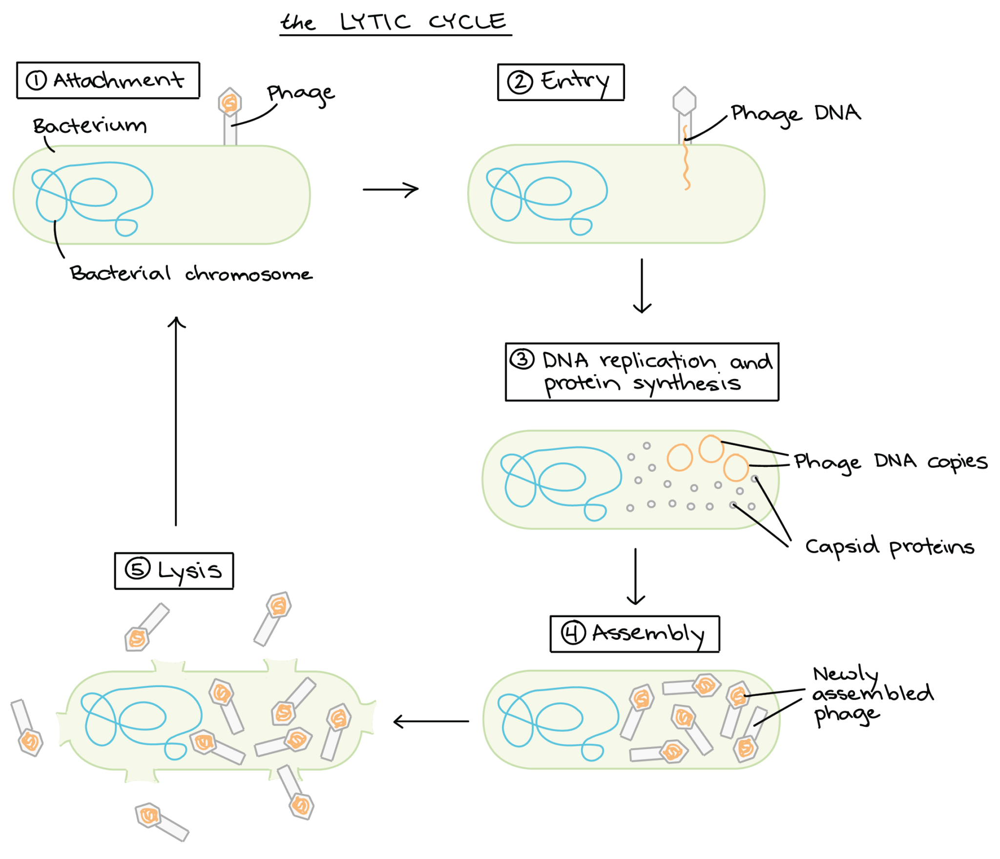 Phages – Syntbiolab